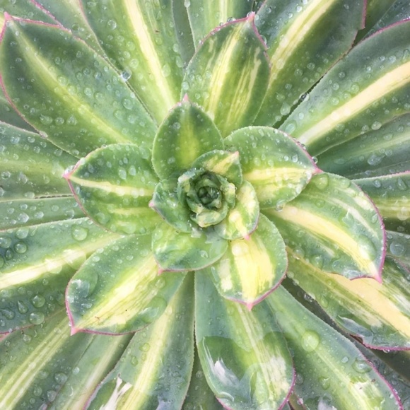lumleda